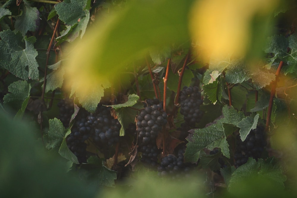 black and brown round fruits