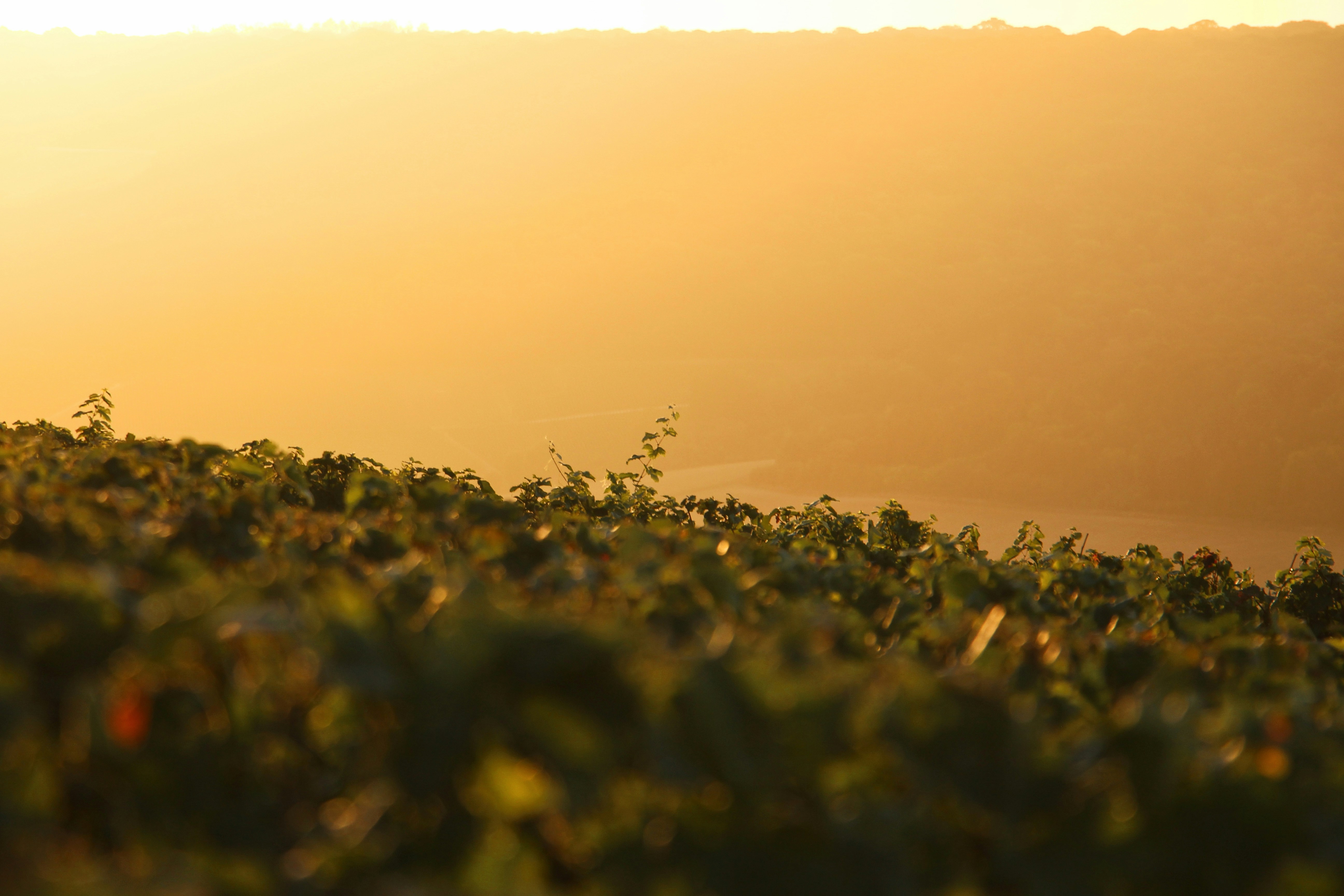 Photo by mariannegmt