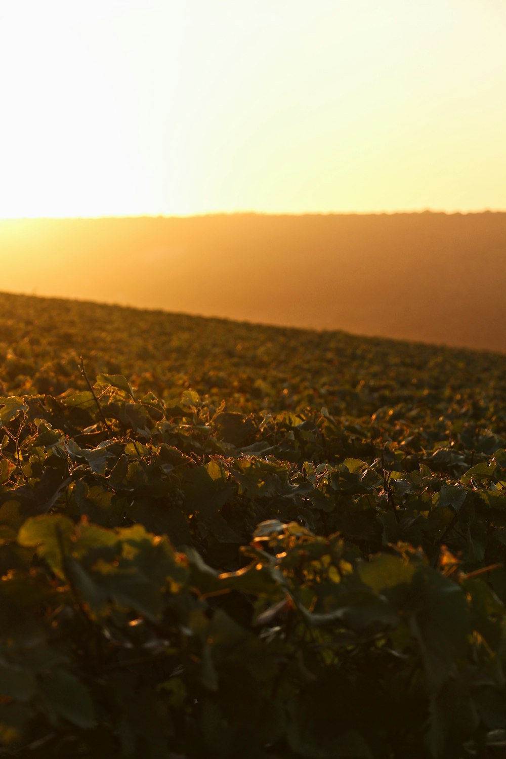 yellow flower field during daytime