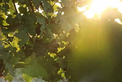 Sunlight filtering through lush grapevines heavy with ripe clusters.