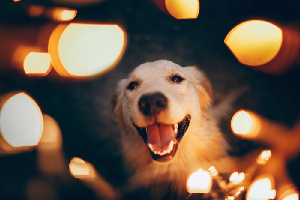 white short coated dog with yellow string lights