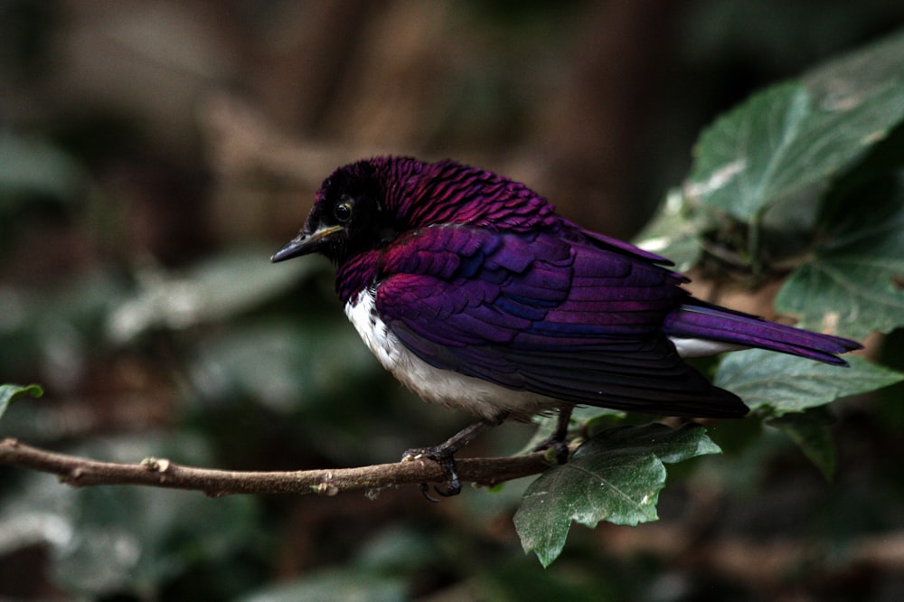 purple and white bird on green leaf