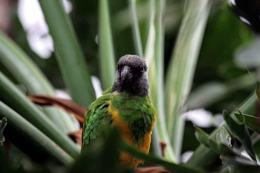green and black bird on green plant