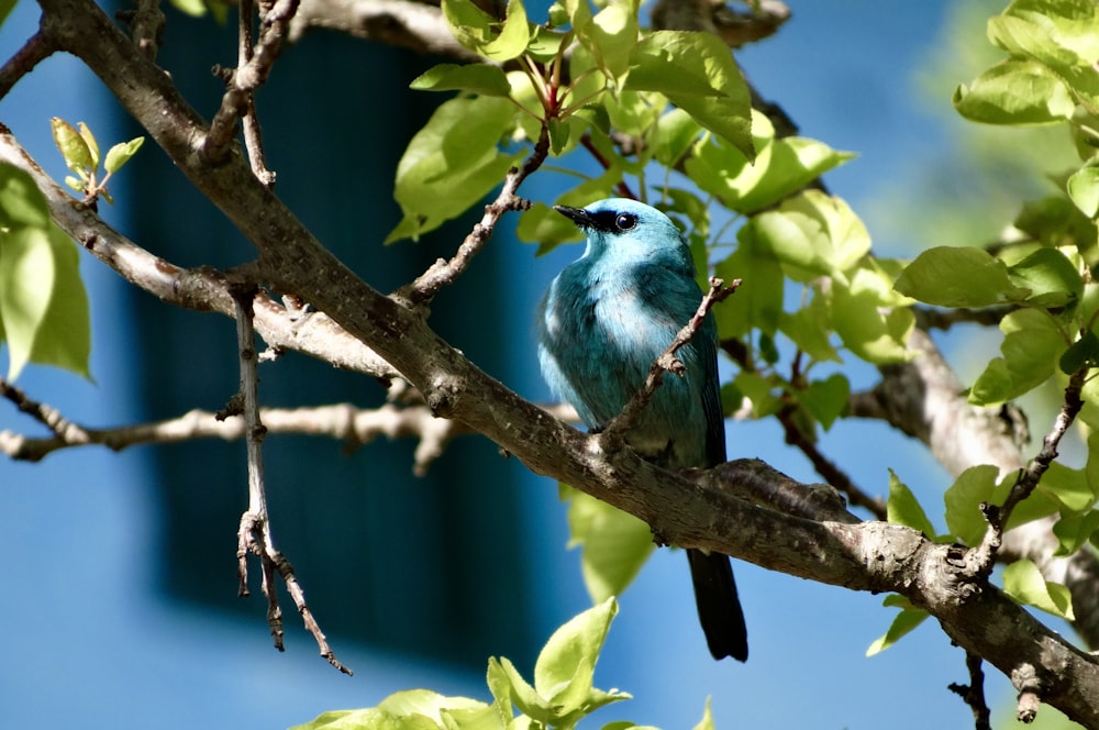 blue bird on brown tree branch during daytime