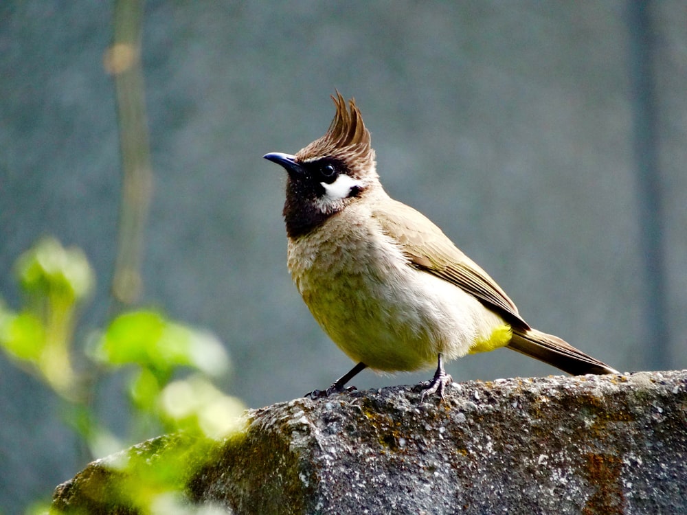 white and black bird on gray rock