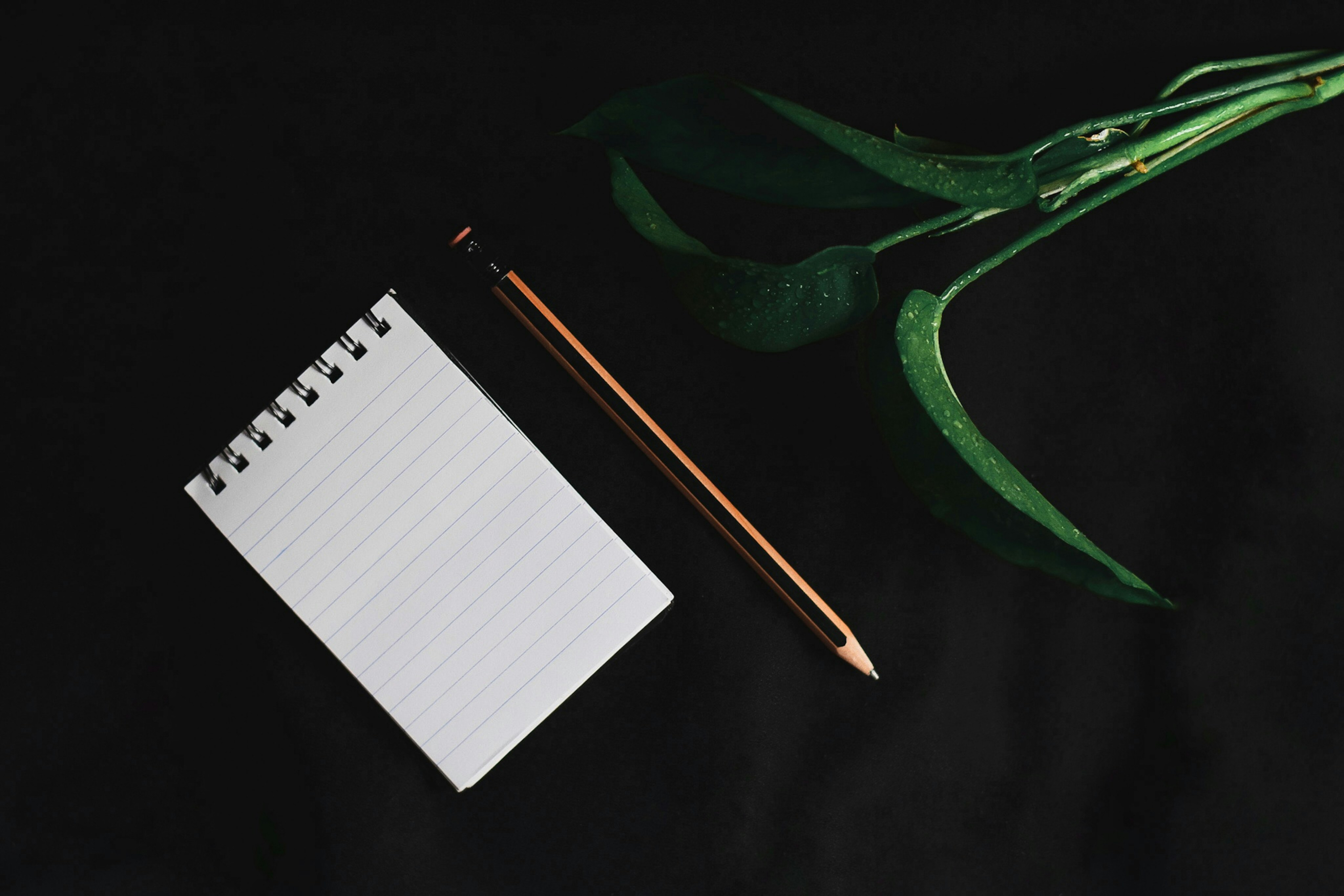 Photo by richasharma96