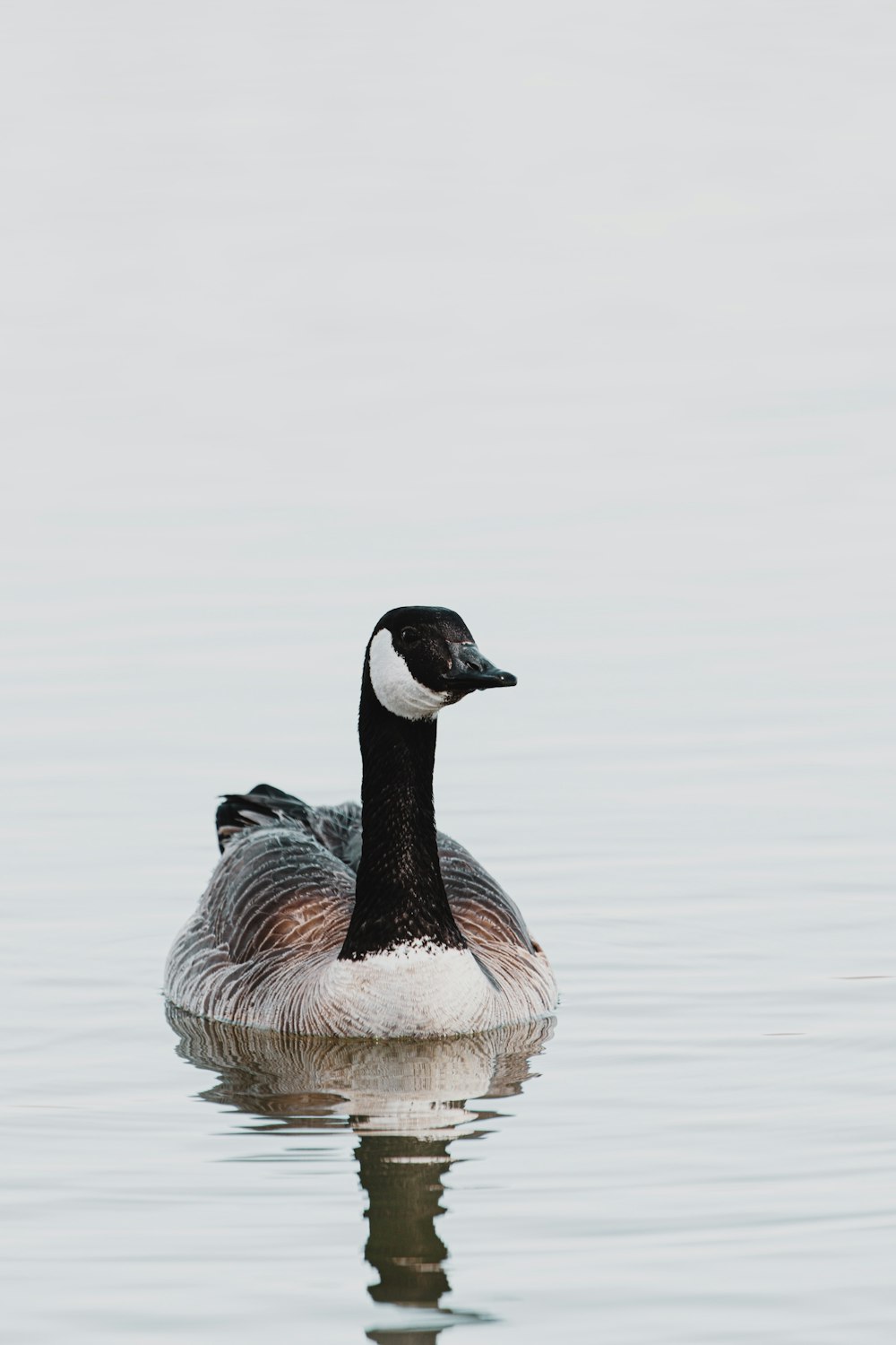 pato preto e branco na água