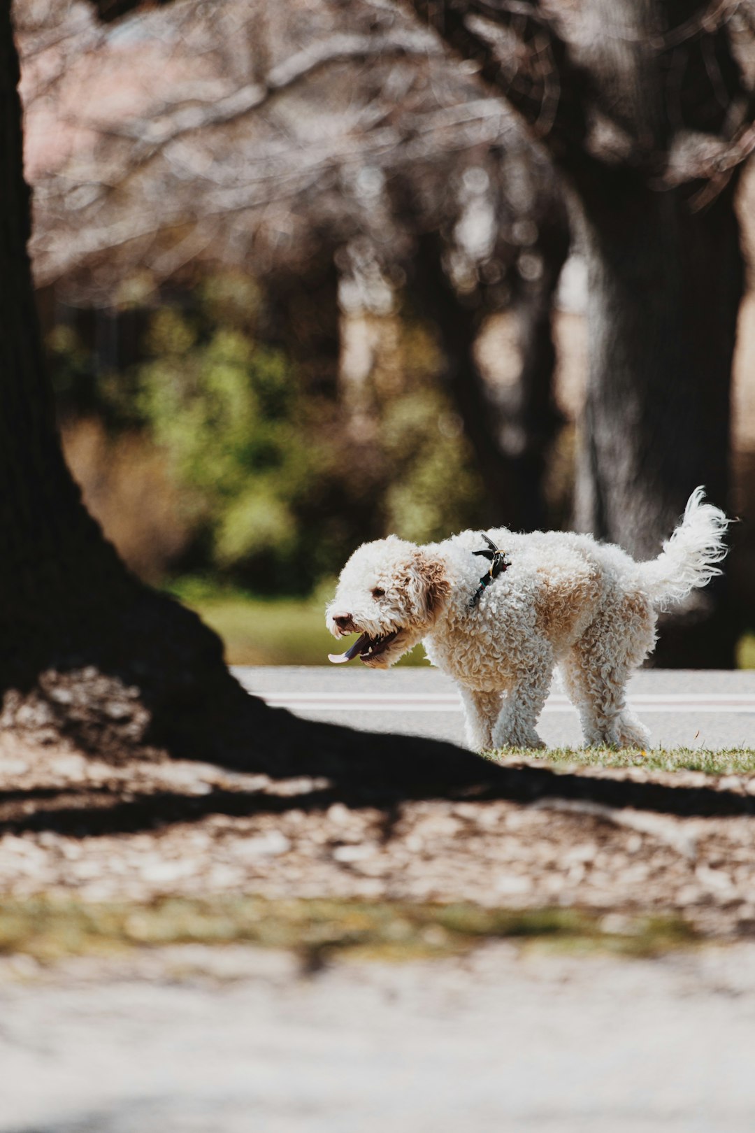 white poodle on brown tree trunk during daytime