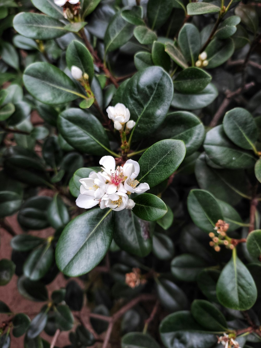 white flower with green leaves