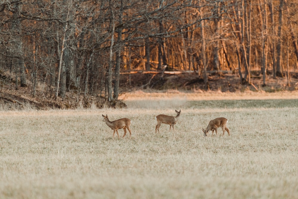 brown deer on white grass field during daytime