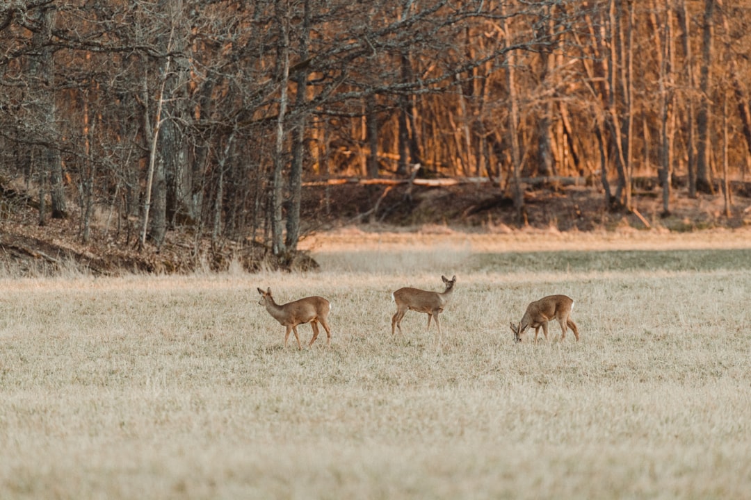 travelers stories about Wildlife in Ruissalo, Finland