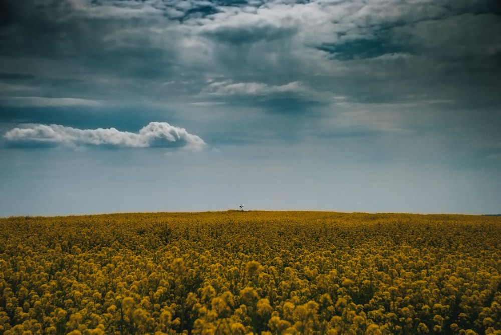 campo de flores amarillas bajo el cielo azul y nubes blancas durante el día