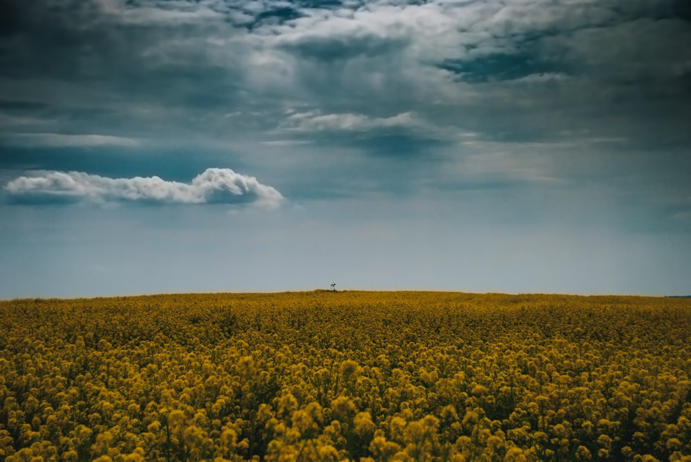 champ de fleurs jaunes sous le ciel bleu et les nuages blancs pendant la journée