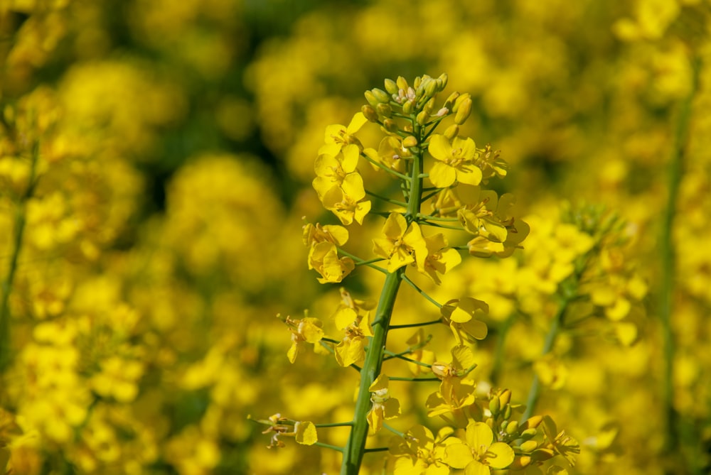 champ de fleurs jaunes pendant la journée