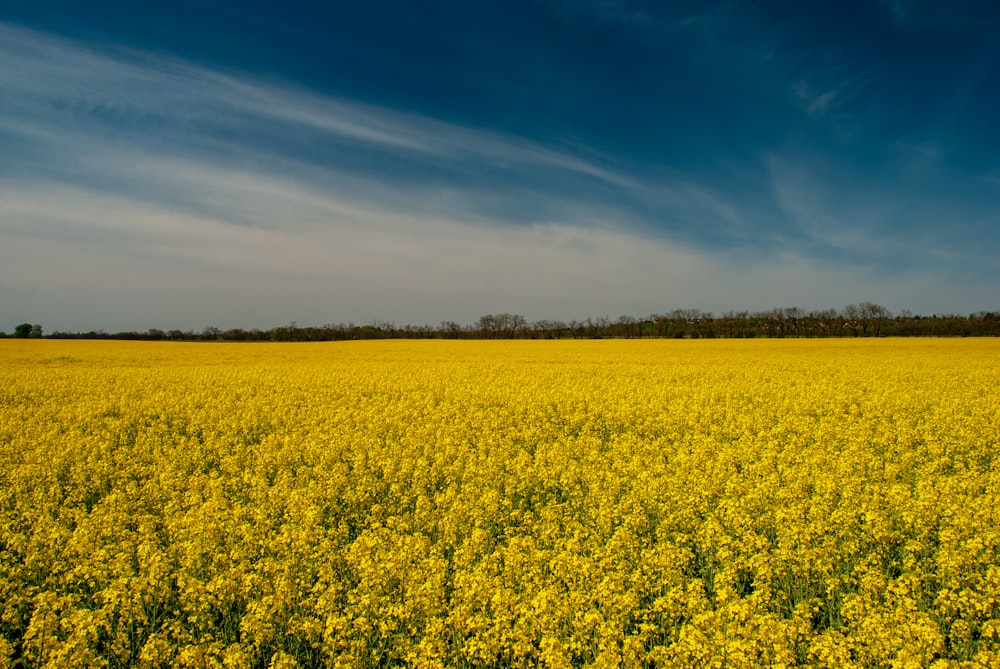 campo de flores amarillas bajo el cielo azul durante el día