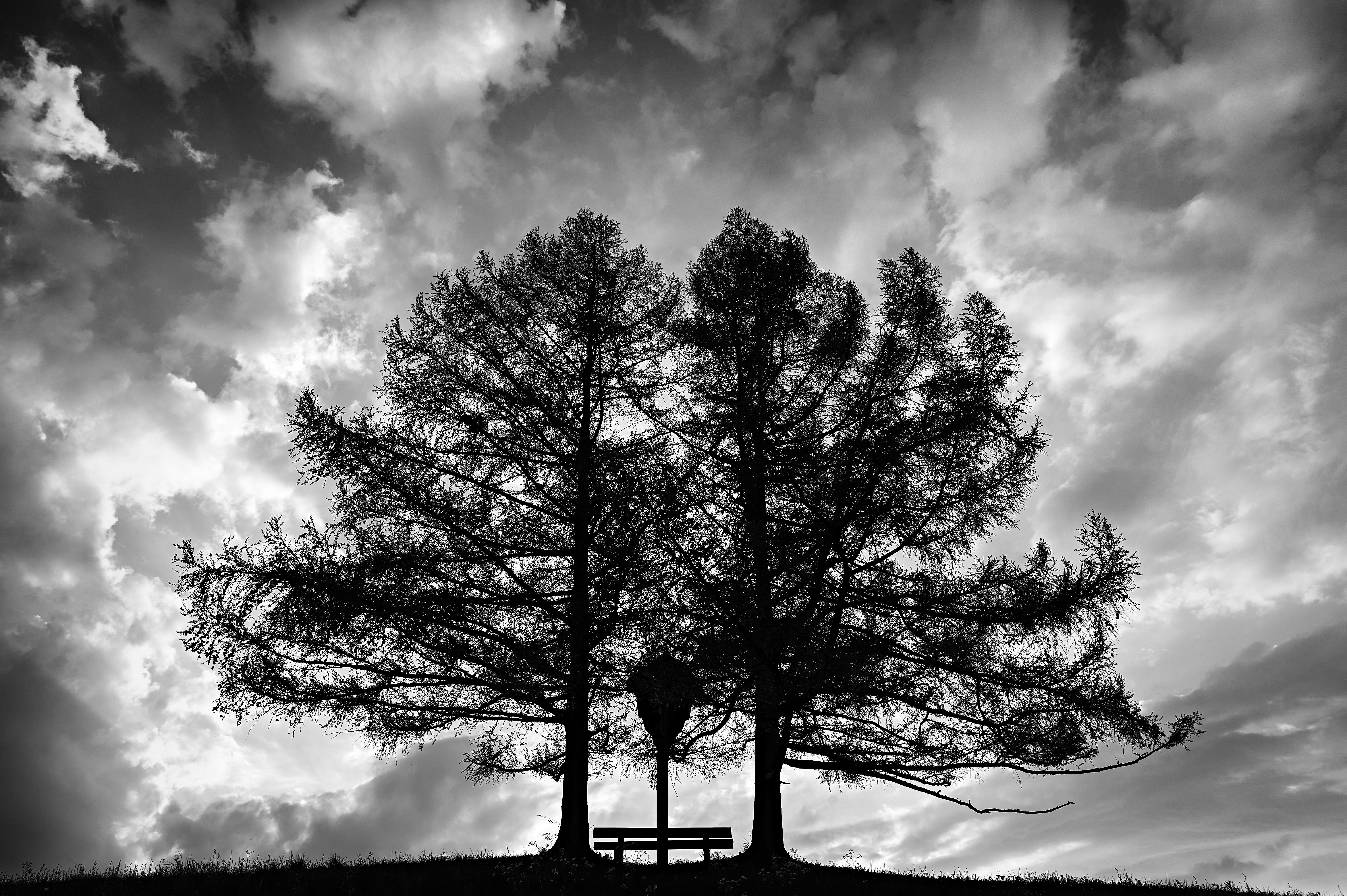 These two larches are simply wonderful. It's nice that the sky played along so well too. :)