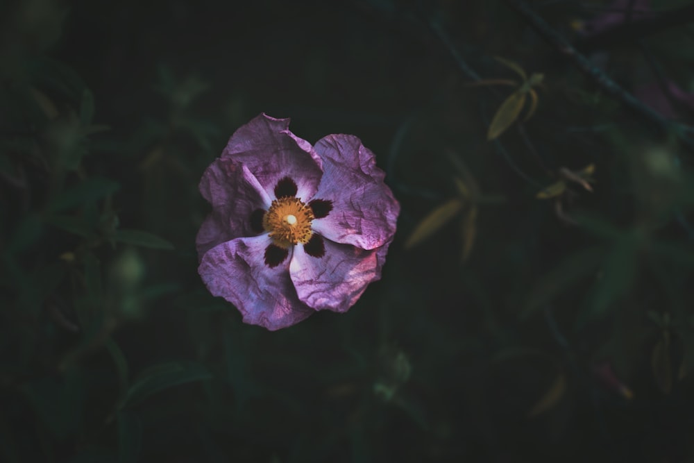 fleur violette dans une lentille à bascule