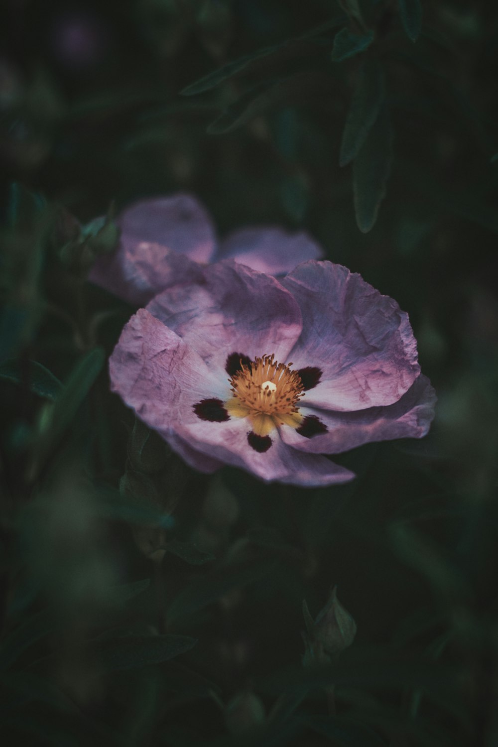 purple flower in tilt shift lens