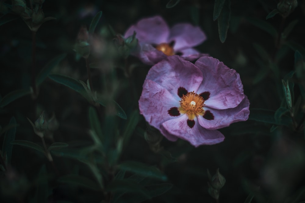 flor roxa na lente do deslocamento da inclinação