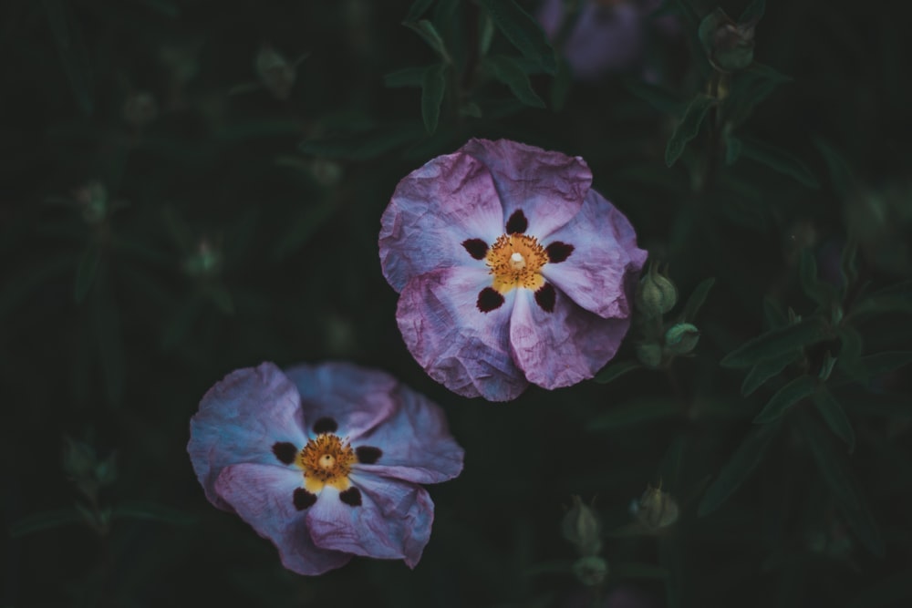 fleur pourpre avec des gouttelettes d’eau