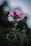 A delicate pink flower with crinkled petals blooms atop a slender stem, surrounded by dark green leaves. The background is softly blurred with hints of green and blue, creating a serene and natural atmosphere.