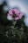 A delicate pink flower with crinkled petals blooms atop a slender stem, surrounded by dark green leaves. The background is softly blurred with hints of green and blue, creating a serene and natural atmosphere.
