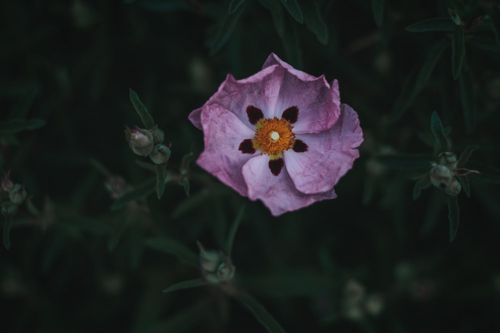 fleur violette dans une lentille à bascule