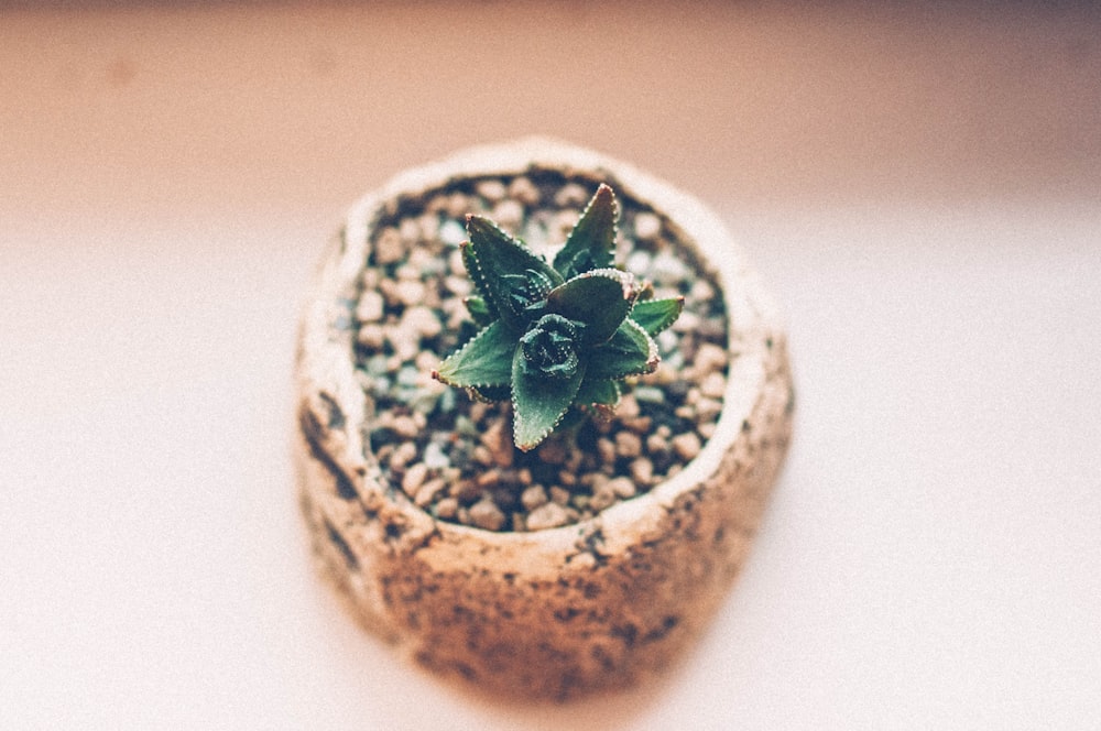 green plant on brown and white round ceramic bowl