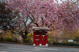 red telephone booth near cherry blossom tree during daytime