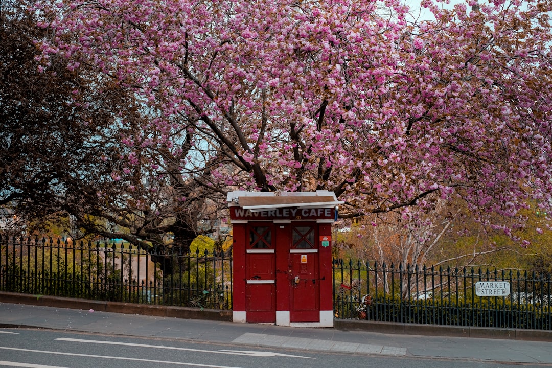 red telephone booth near cherry blossom tree during daytime
