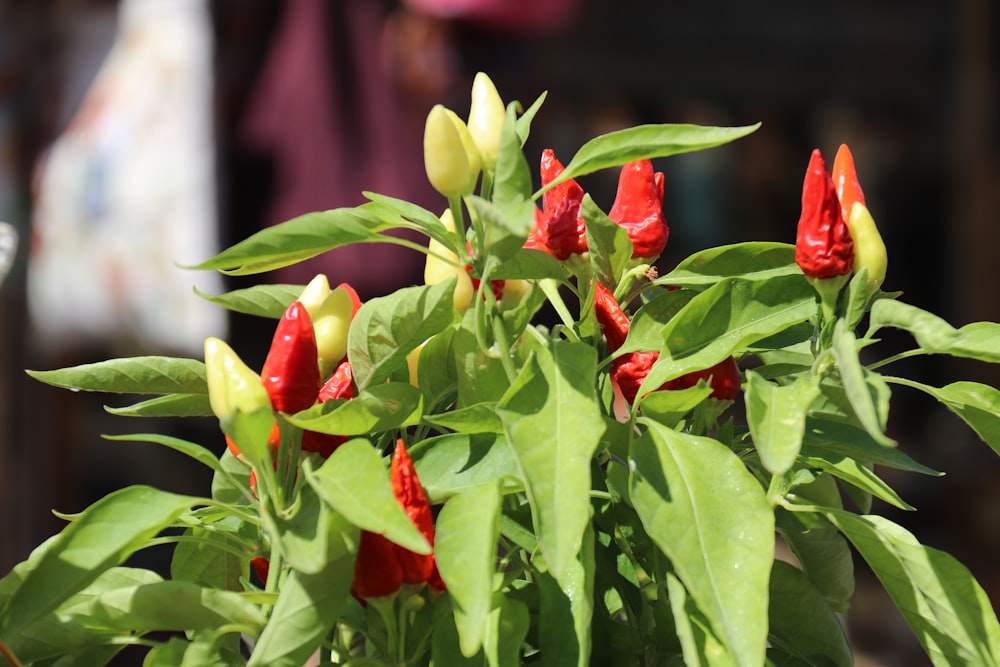 red and yellow flower buds