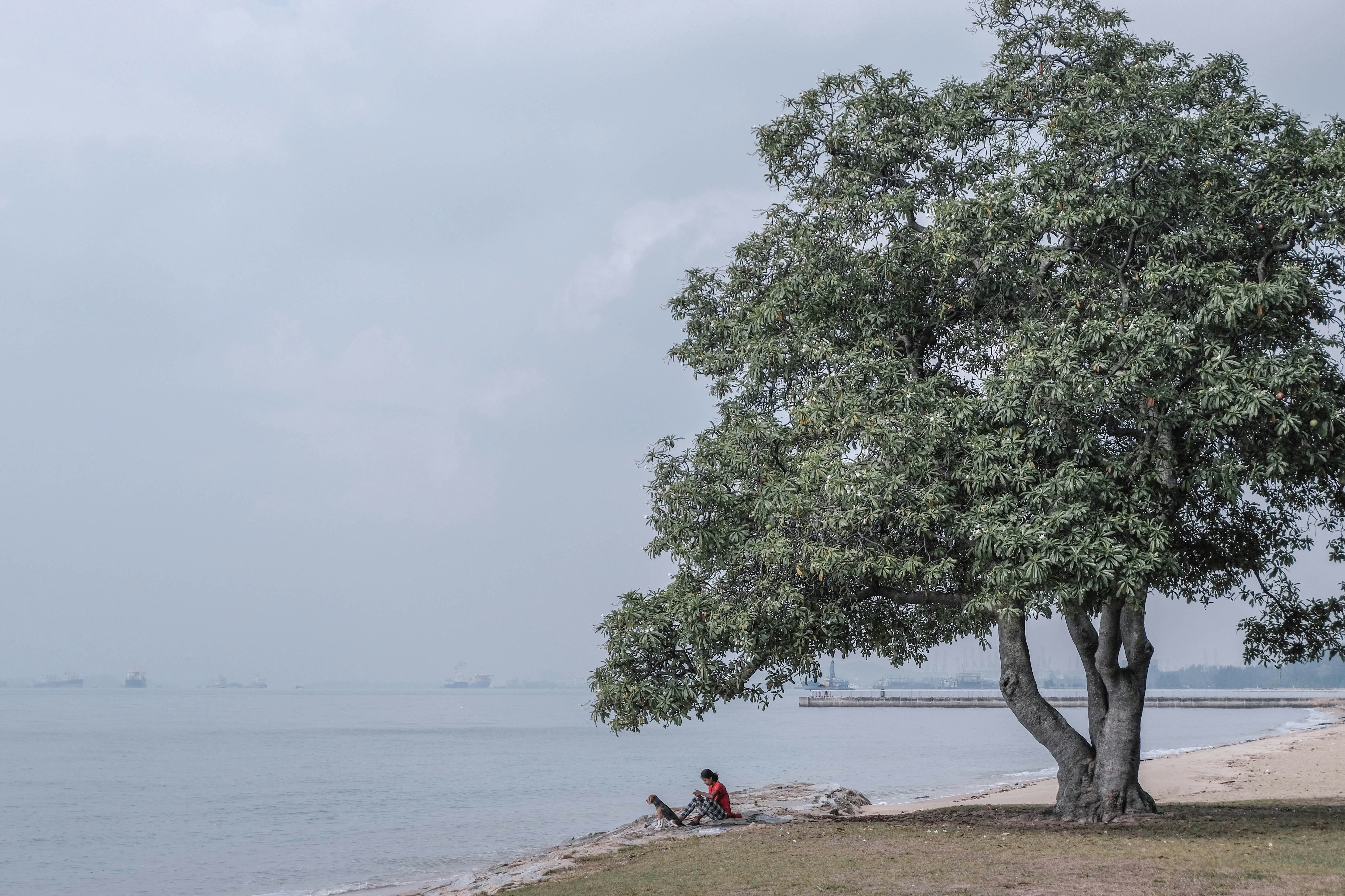 Seeking Seasides #Singapore #eastcoast #park #miniature #minimal #softlight #tree #beach #explore #haze #greenery #dog #rest