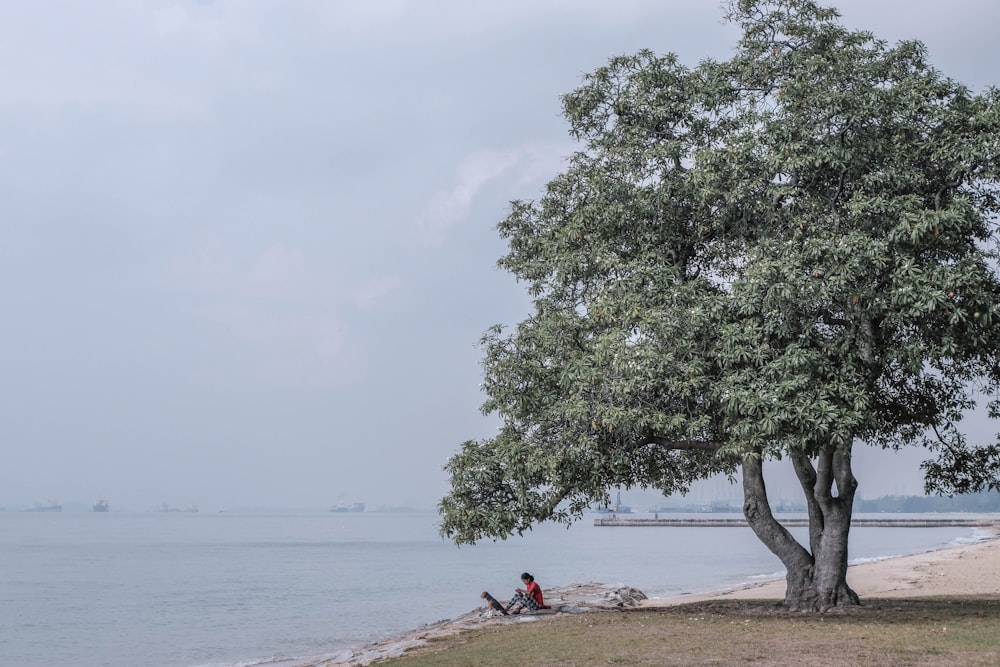 person sitting on brown sand near green tree during daytime