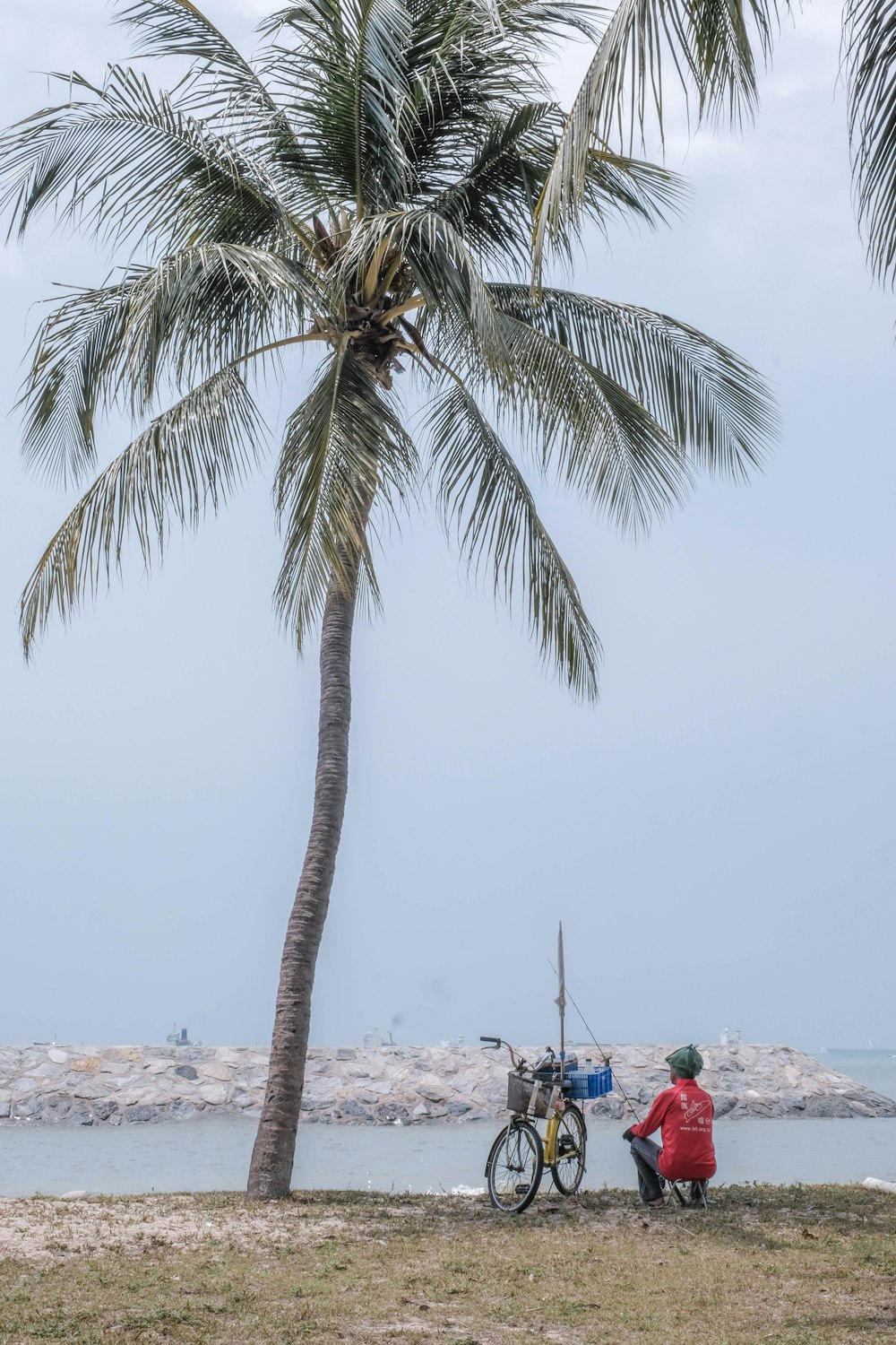 palm tree on white sand beach during daytime