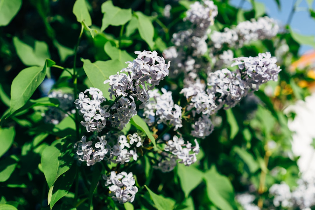 purple flowers in tilt shift lens