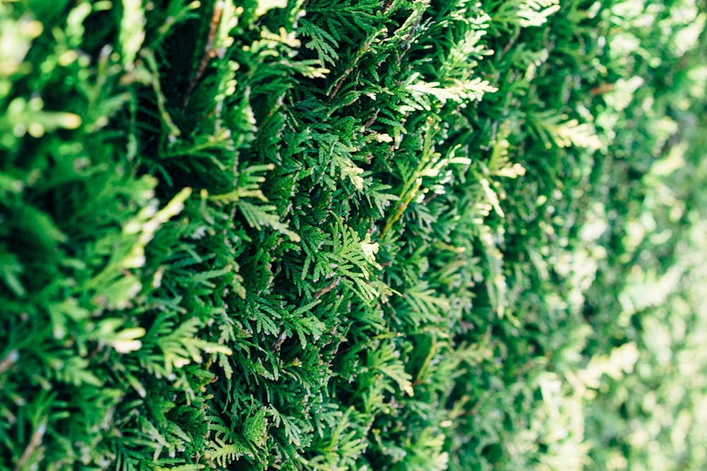 green plant in close up photography