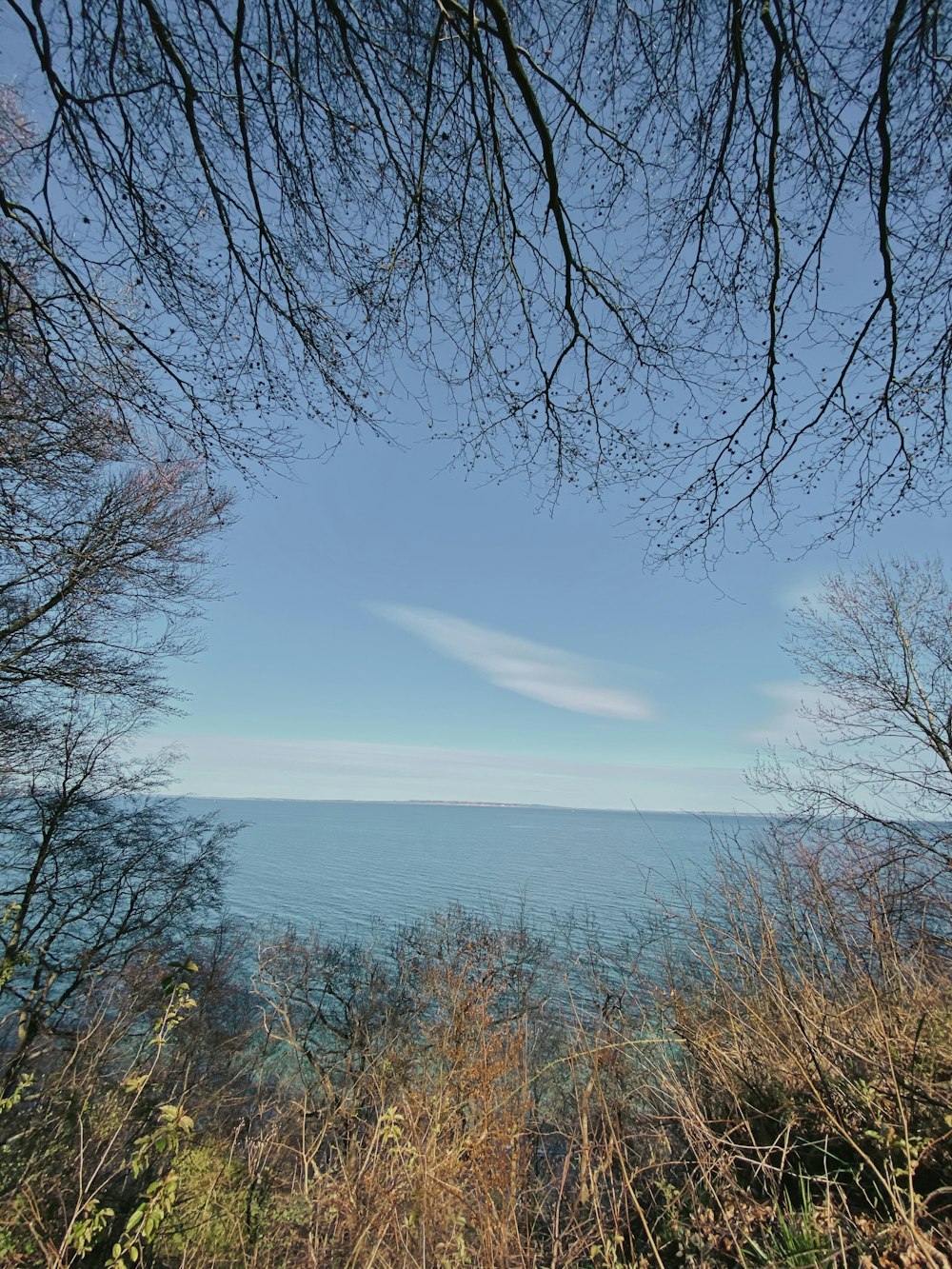 leafless trees near body of water during daytime