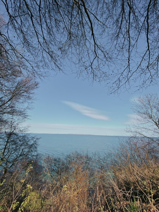 leafless trees near body of water during daytime in Aarhus Denmark