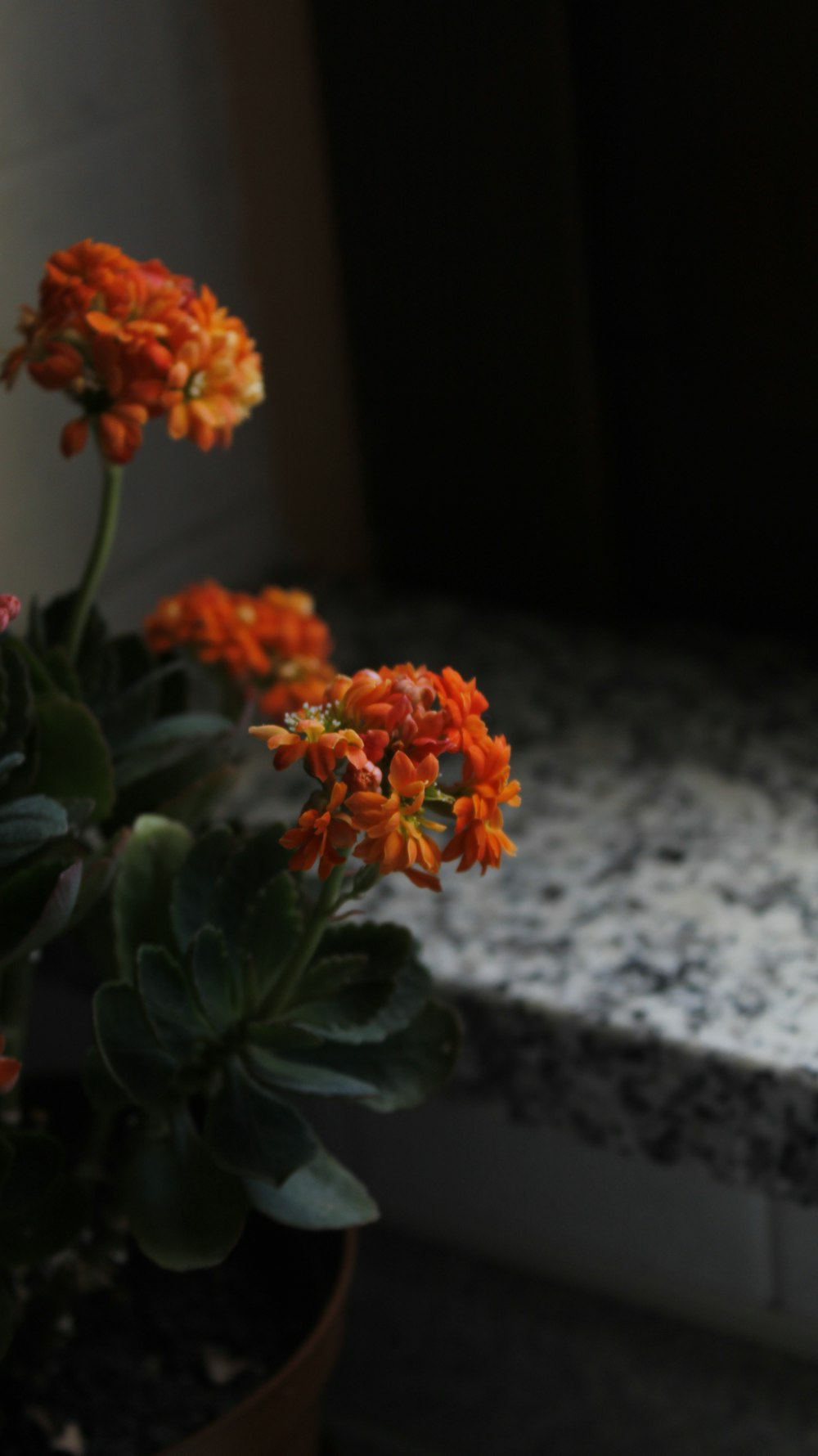 orange flowers on gray and black marble table