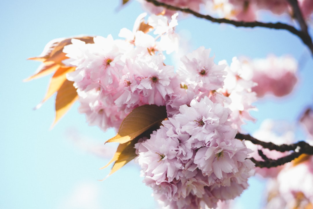 pink and white flowers under blue sky during daytime