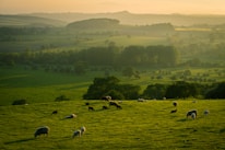 herd of sheep on green grass field during daytime