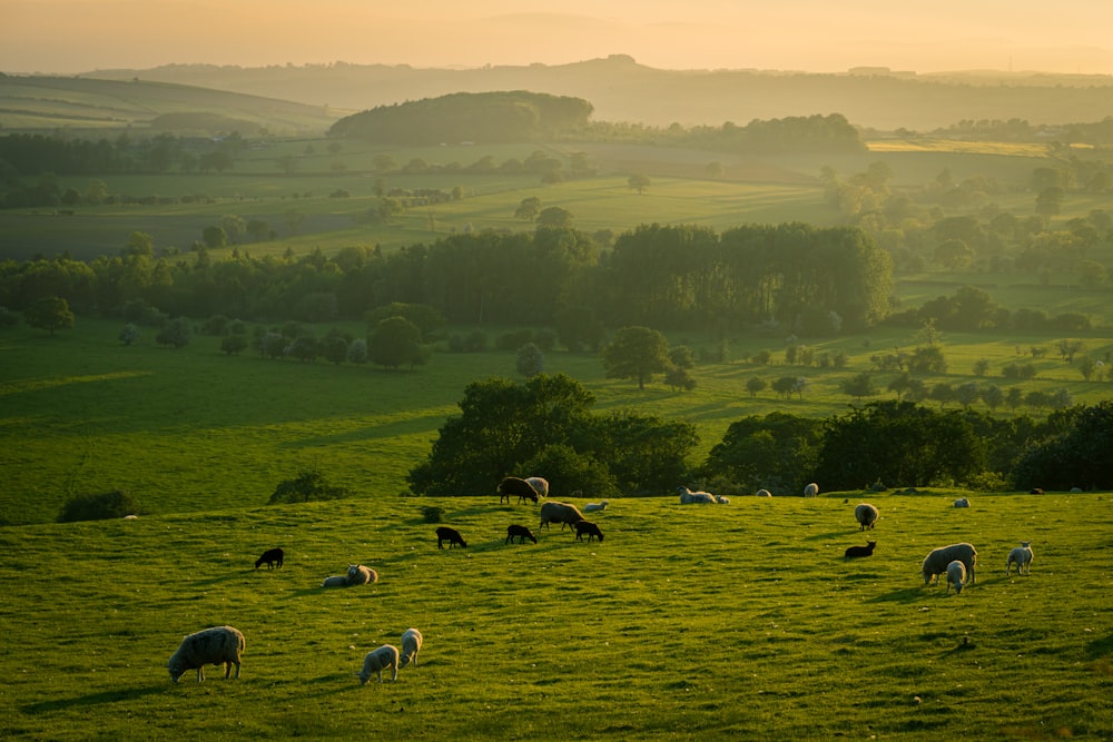 gregge di pecore sul campo di erba verde durante il giorno