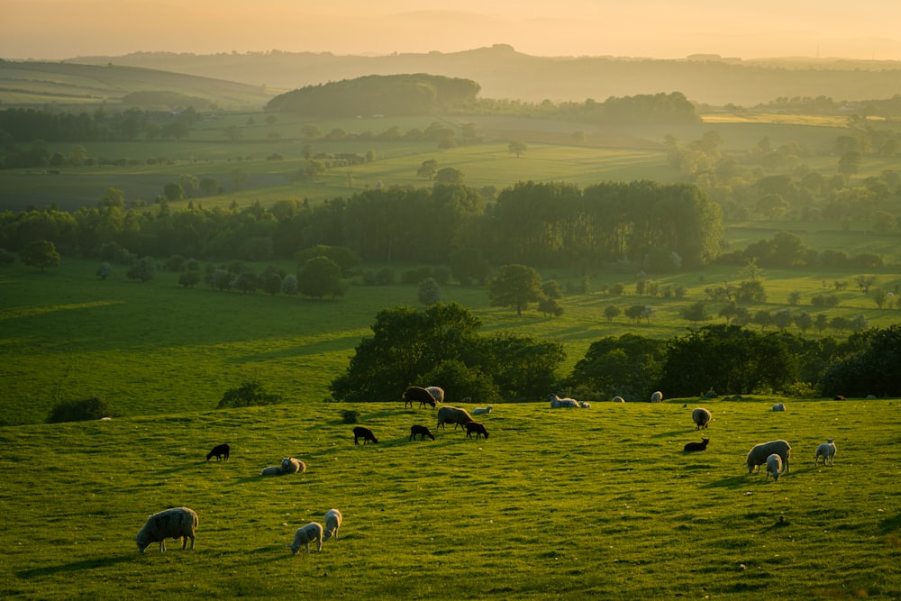 troupeau de moutons sur un champ d’herbe verte pendant la journée