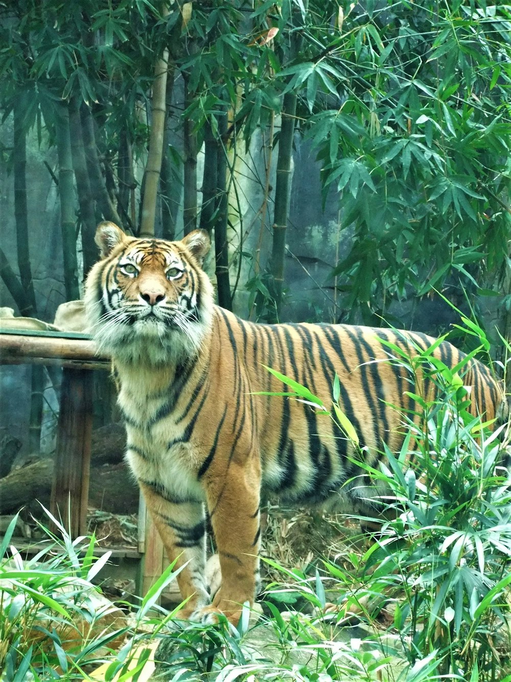 tiger lying on brown wooden log