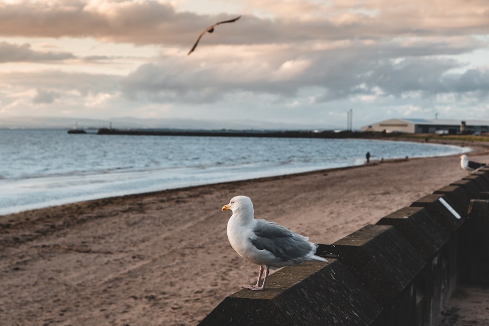 white bird on brown wooden dock during daytime