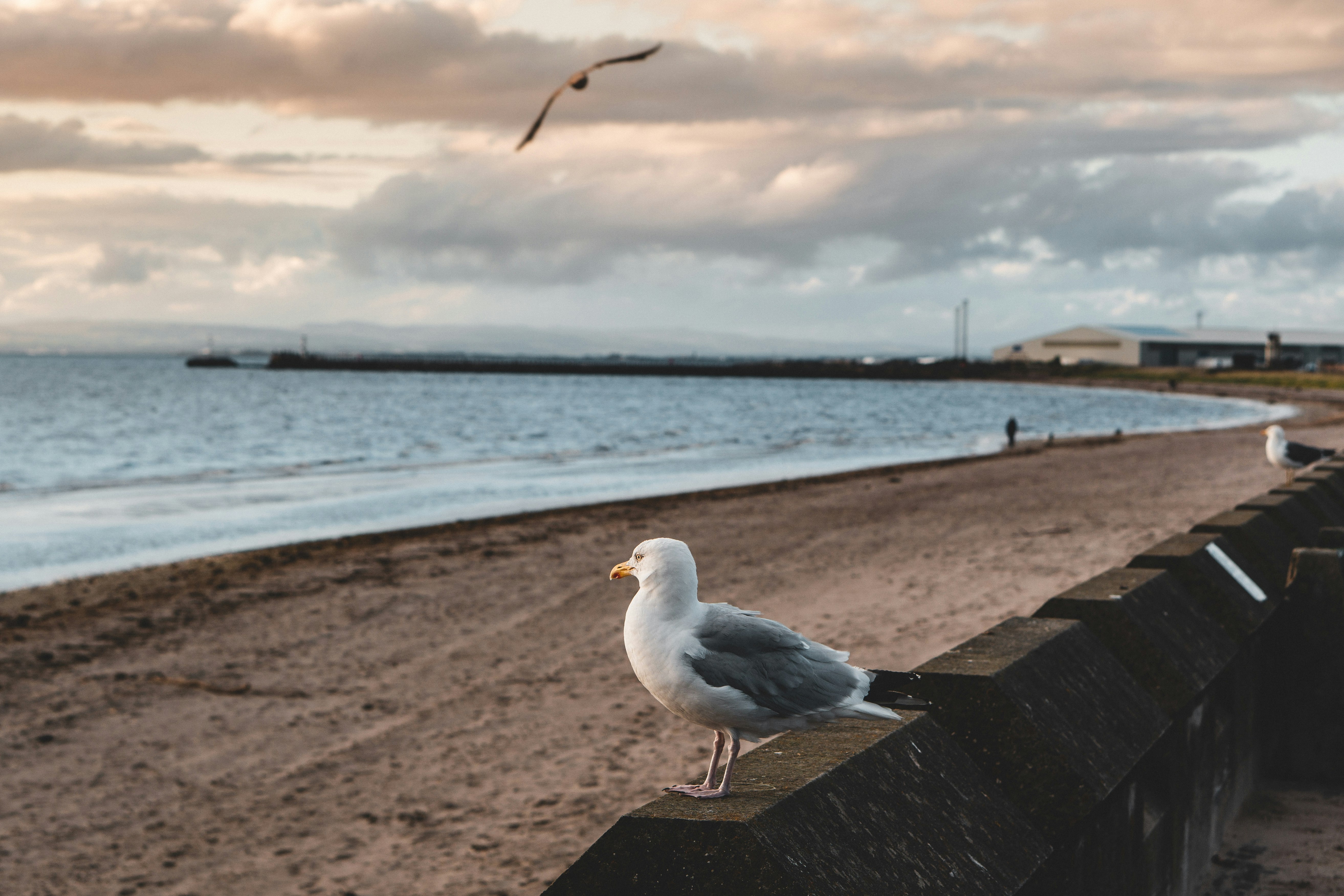 white bird on brown wooden dock during daytime