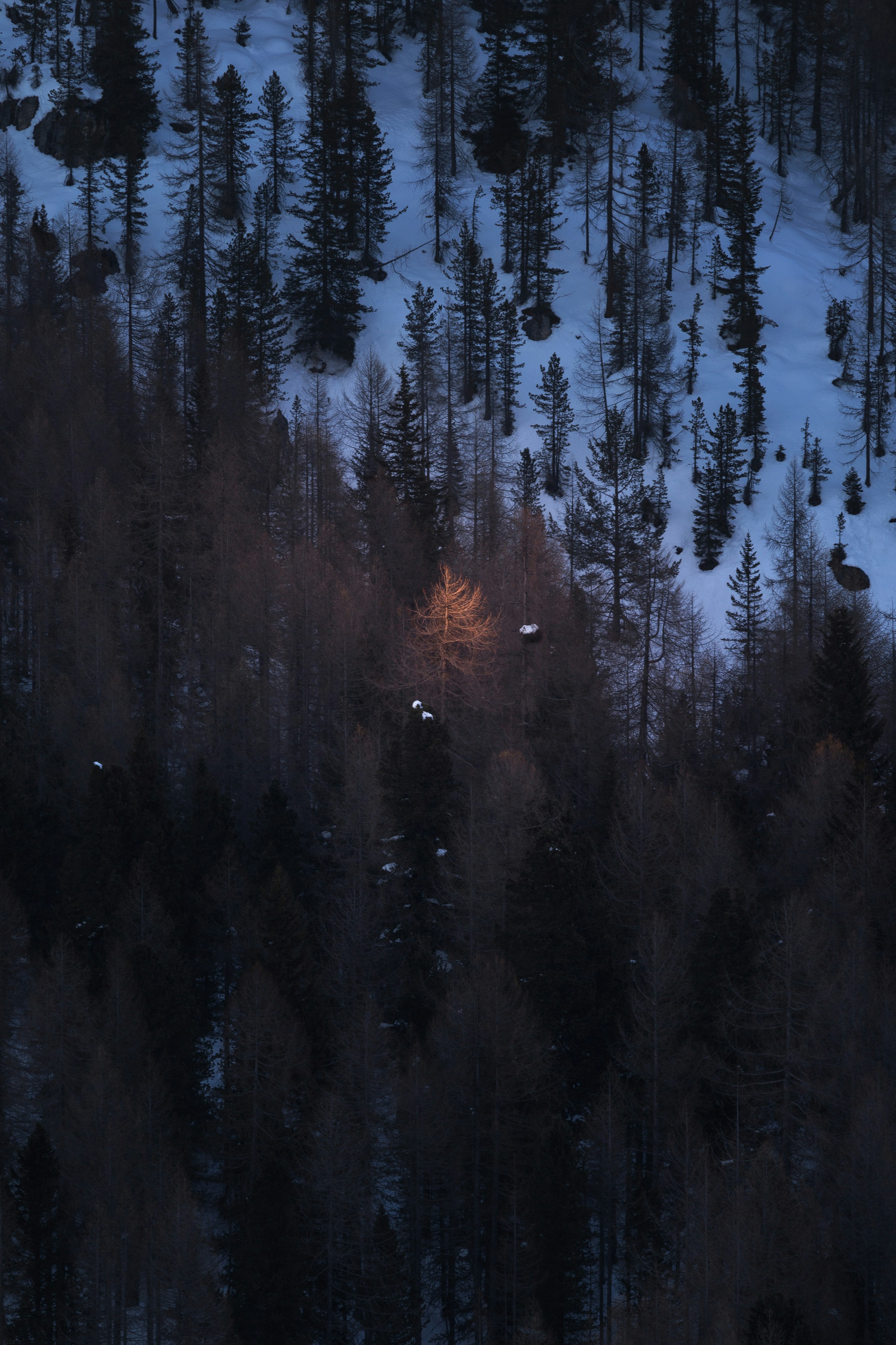pins verts pendant la journée