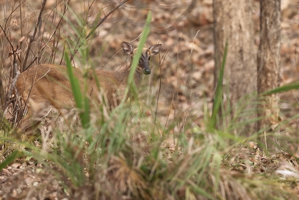 brown deer on green grass during daytime