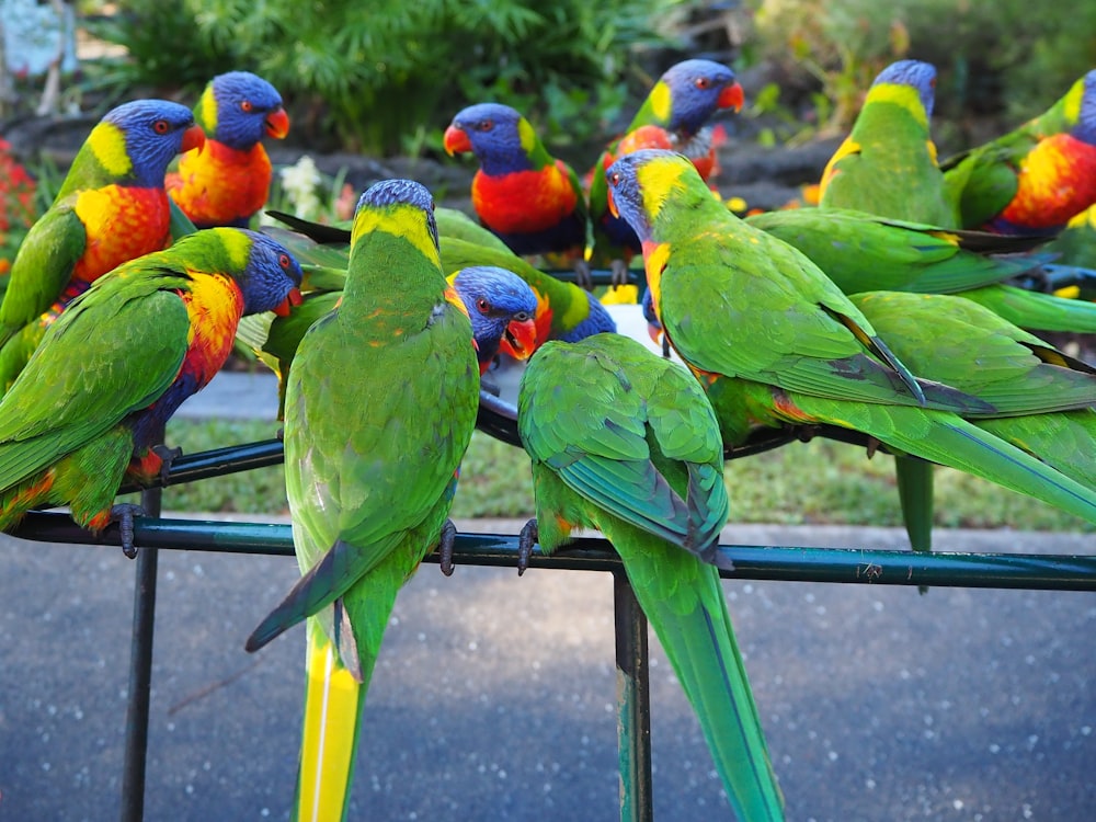pájaros verdes, amarillos y rojos sobre una barra de metal verde