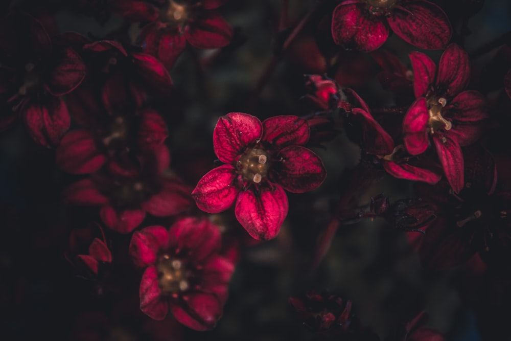 red flowers in tilt shift lens